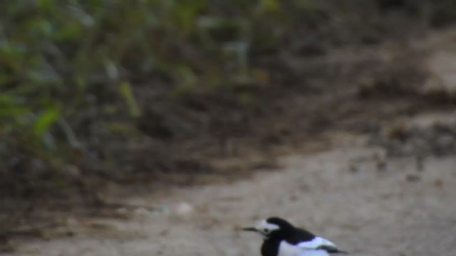 White Wagtail - ML394084161