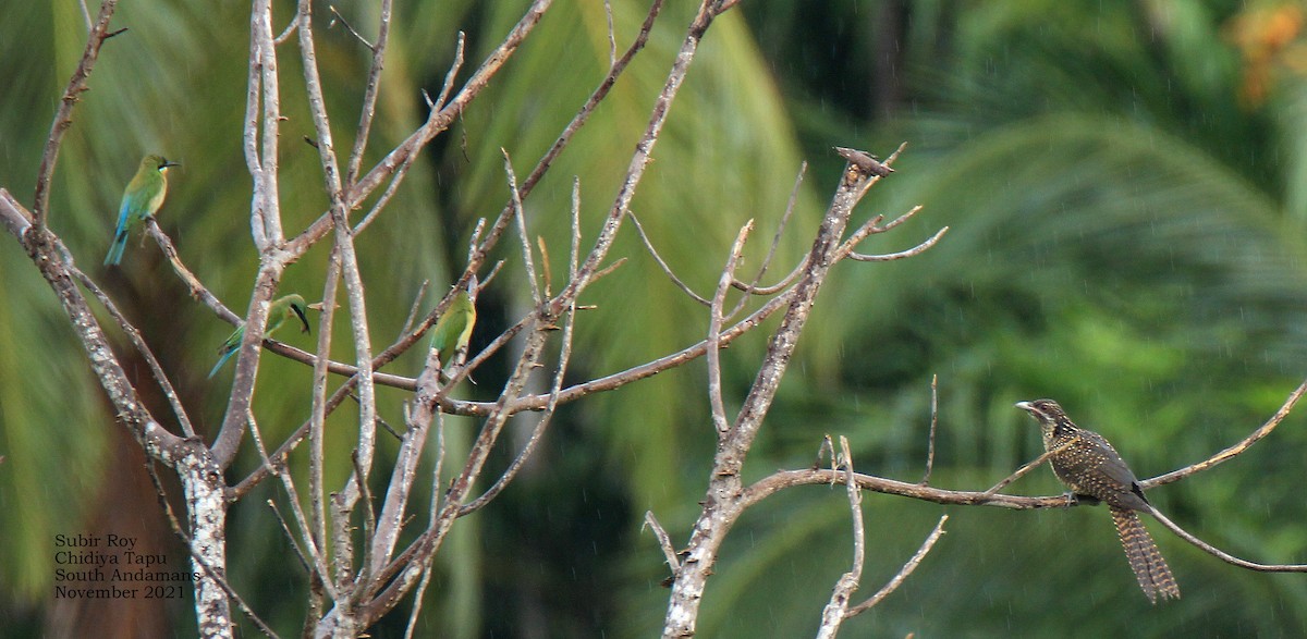 Blue-tailed Bee-eater - Subir Roy