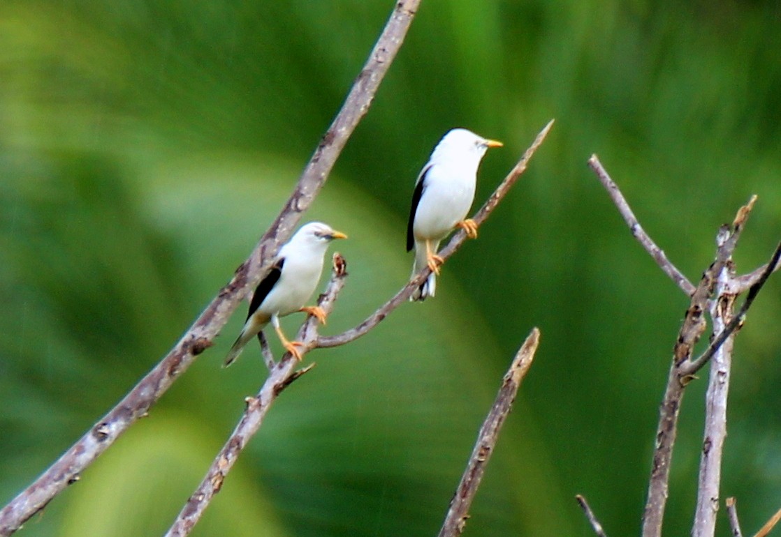 White-headed Starling - ML394085041