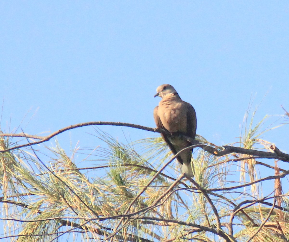 Red Collared-Dove - ML394087031