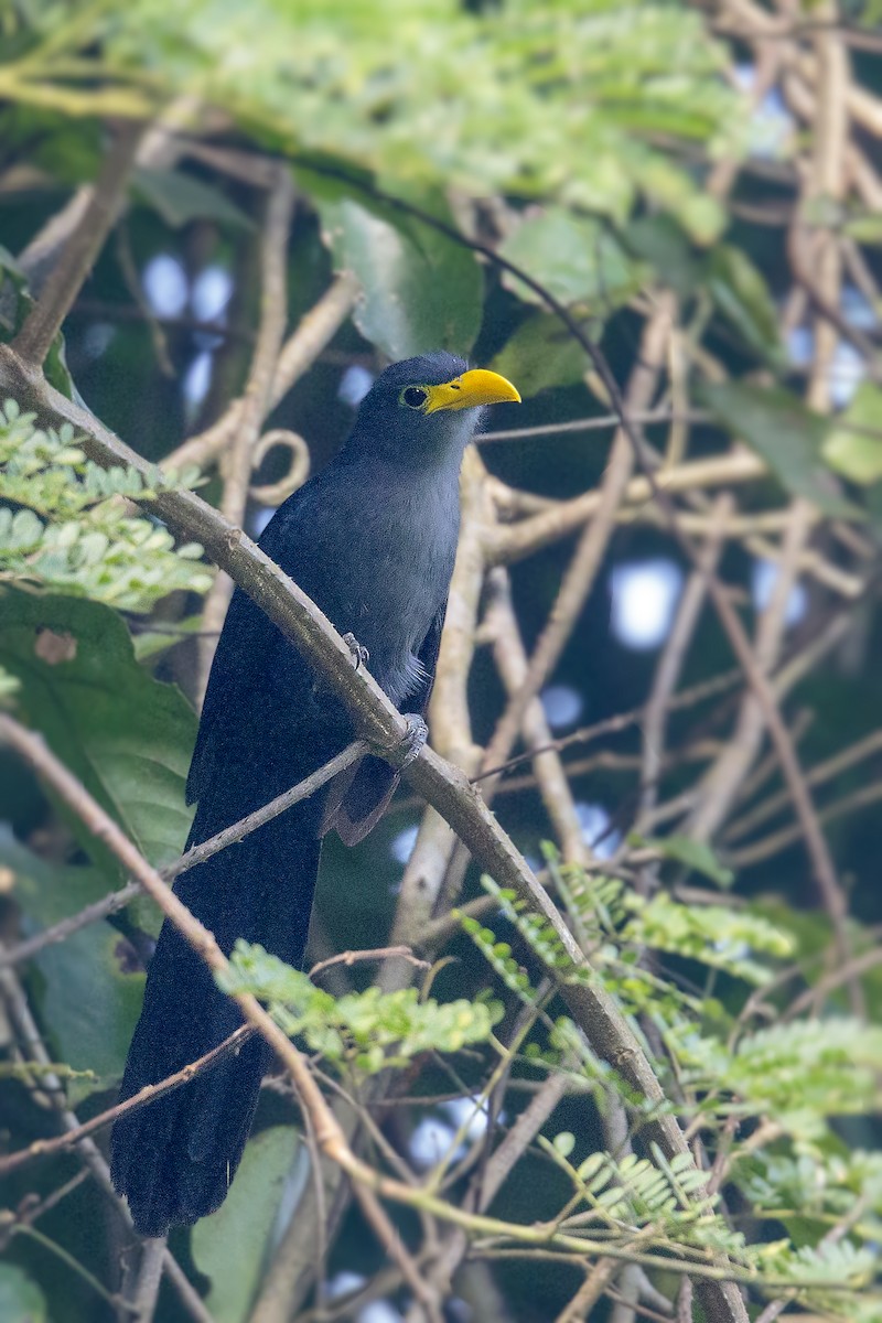 Blue-headed Coucal - ML394087851