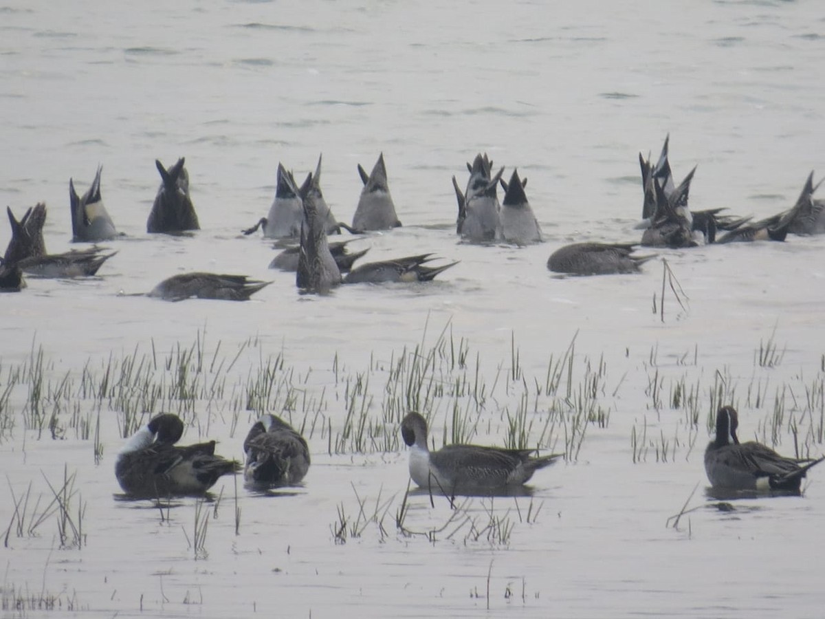 Northern Pintail - ML394088001