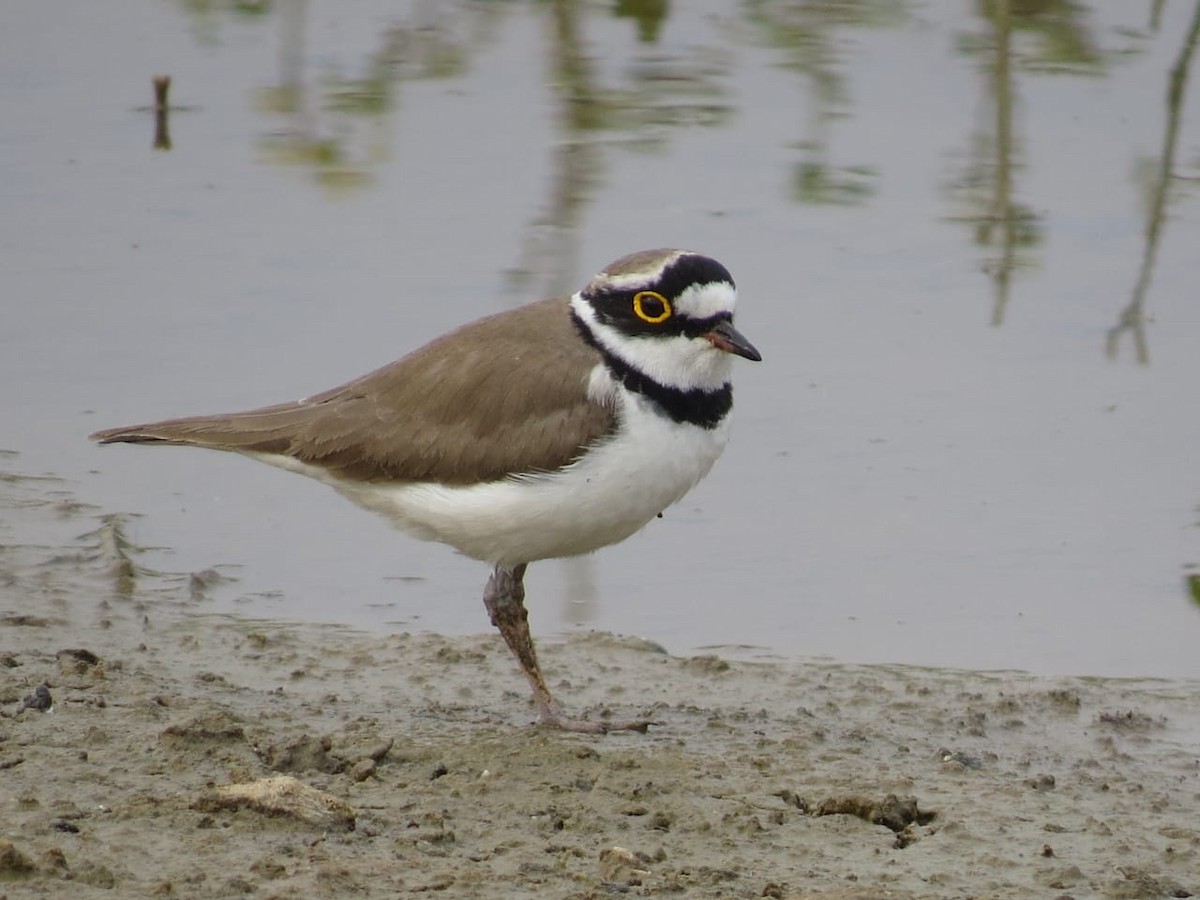 Little Ringed Plover - ML394088561