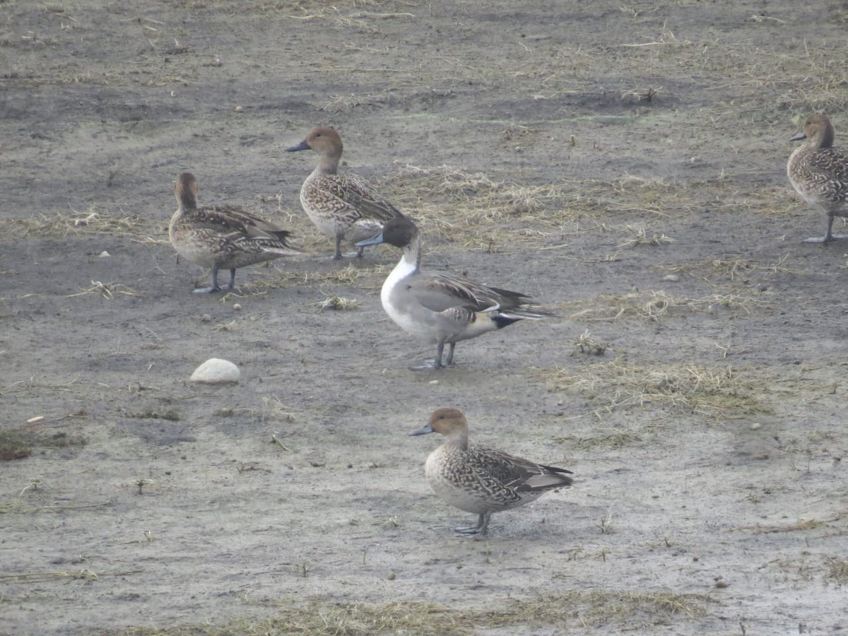 Northern Pintail - ML394088931