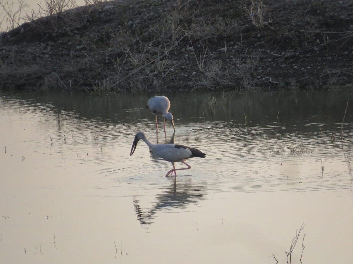 Asian Openbill - Dharmendra Pare