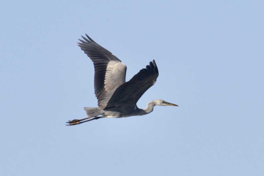 Ardea sp. - eBird