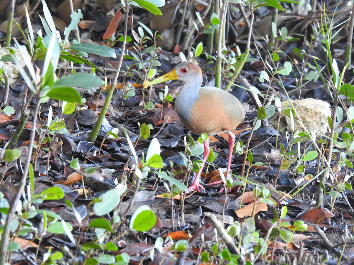 Russet-naped Wood-Rail - ML394092031