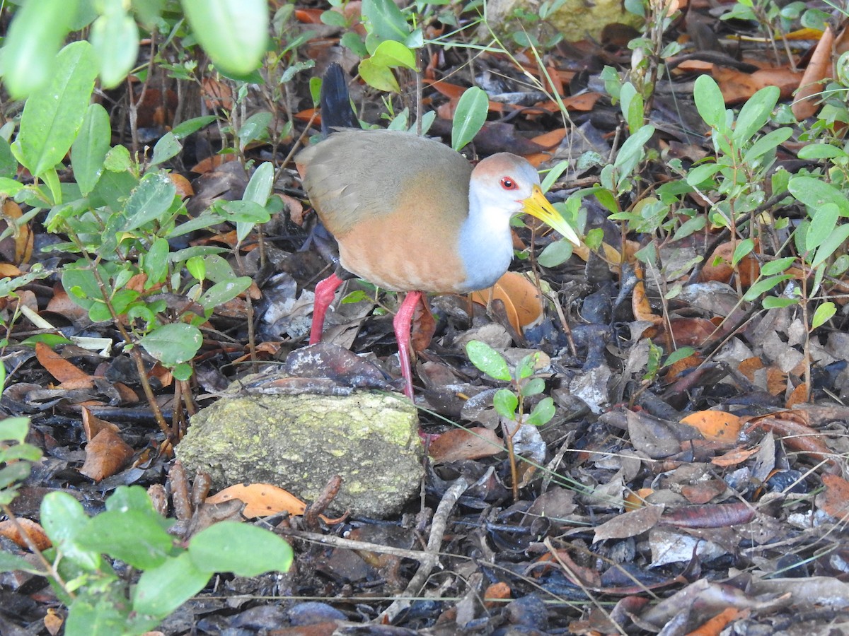 Russet-naped Wood-Rail - ML394092081