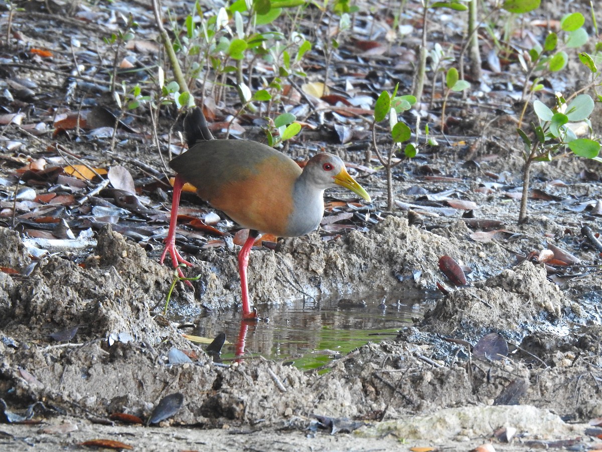 Russet-naped Wood-Rail - ML394092091