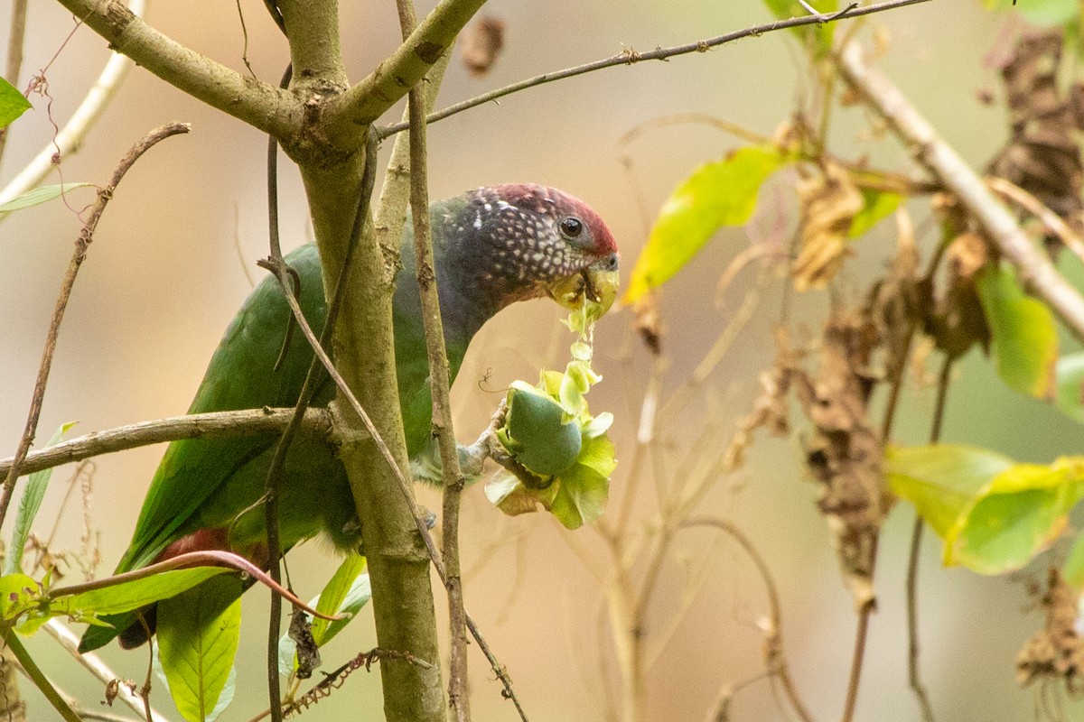 Speckle-faced Parrot - ML394093771