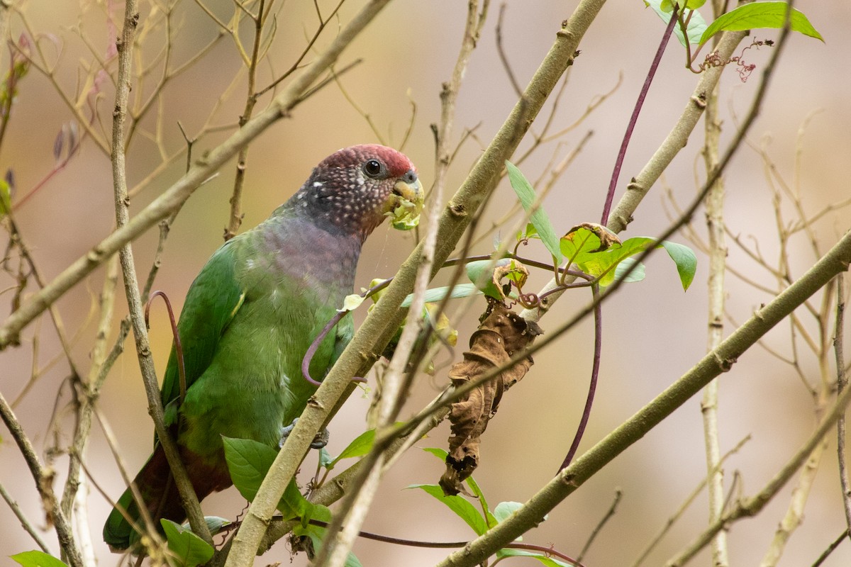 Speckle-faced Parrot - ML394093791