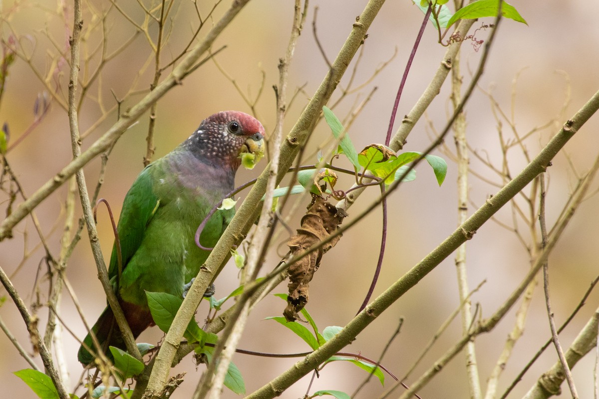 Speckle-faced Parrot - ML394093801