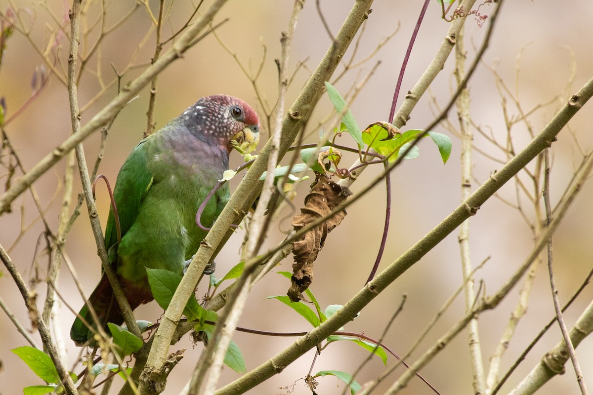 Speckle-faced Parrot - Pablo Andrés Cáceres Contreras