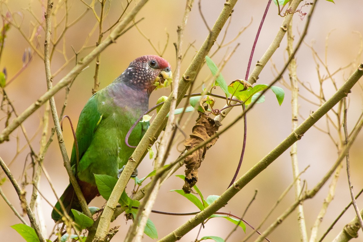 Speckle-faced Parrot - ML394093821