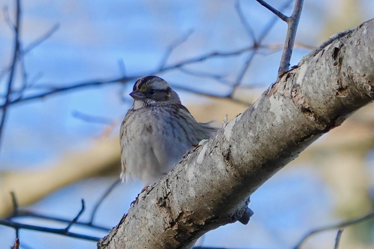 White-throated Sparrow - ML394094161