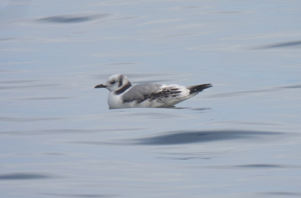 Mouette tridactyle - ML39409621