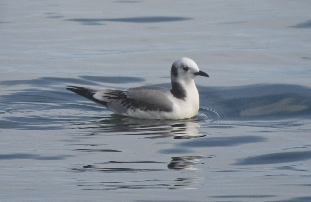 Mouette tridactyle - ML39409641