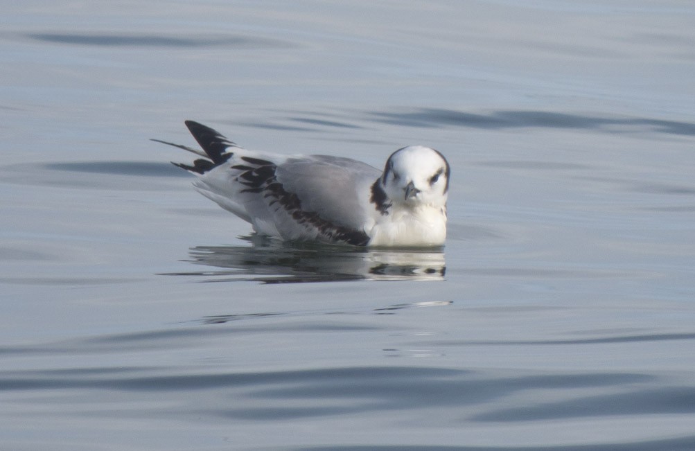 Mouette tridactyle - ML39409651