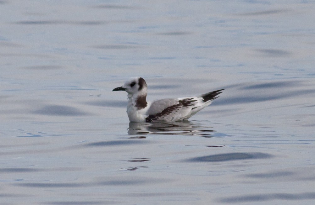 Mouette tridactyle - ML39409671