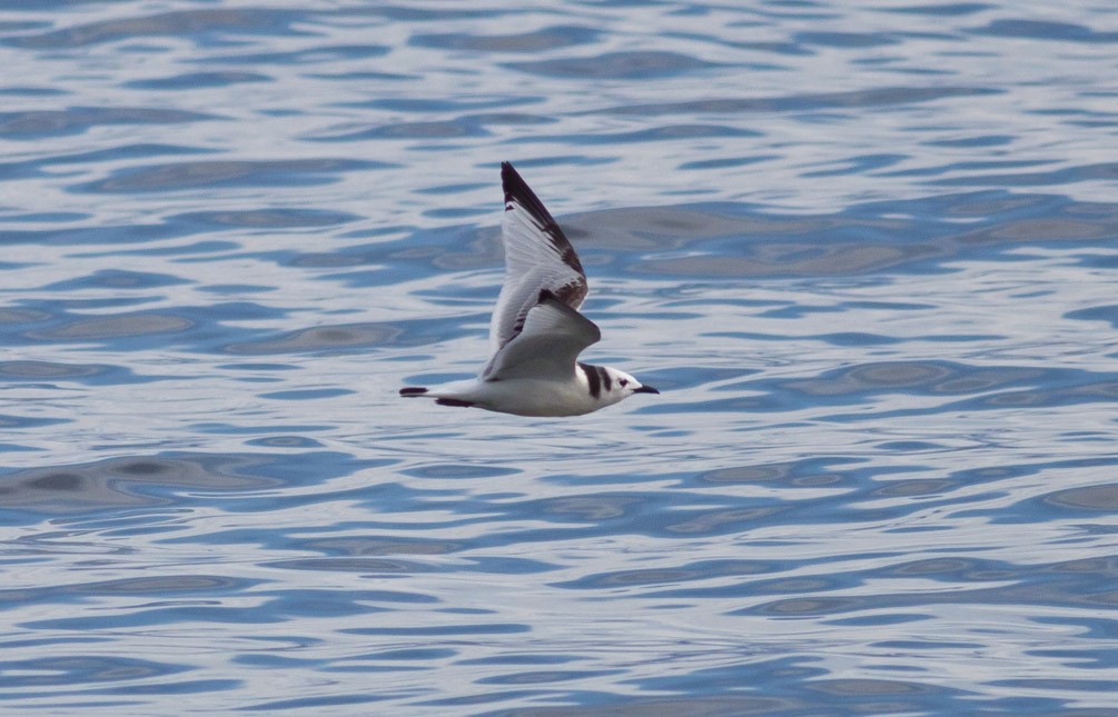 Mouette tridactyle - ML39409681