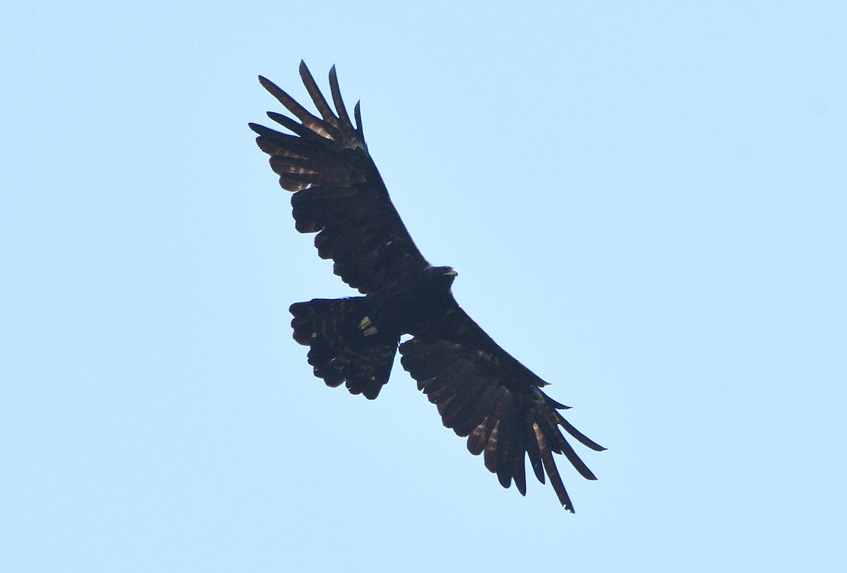 Black Eagle - ML394097241