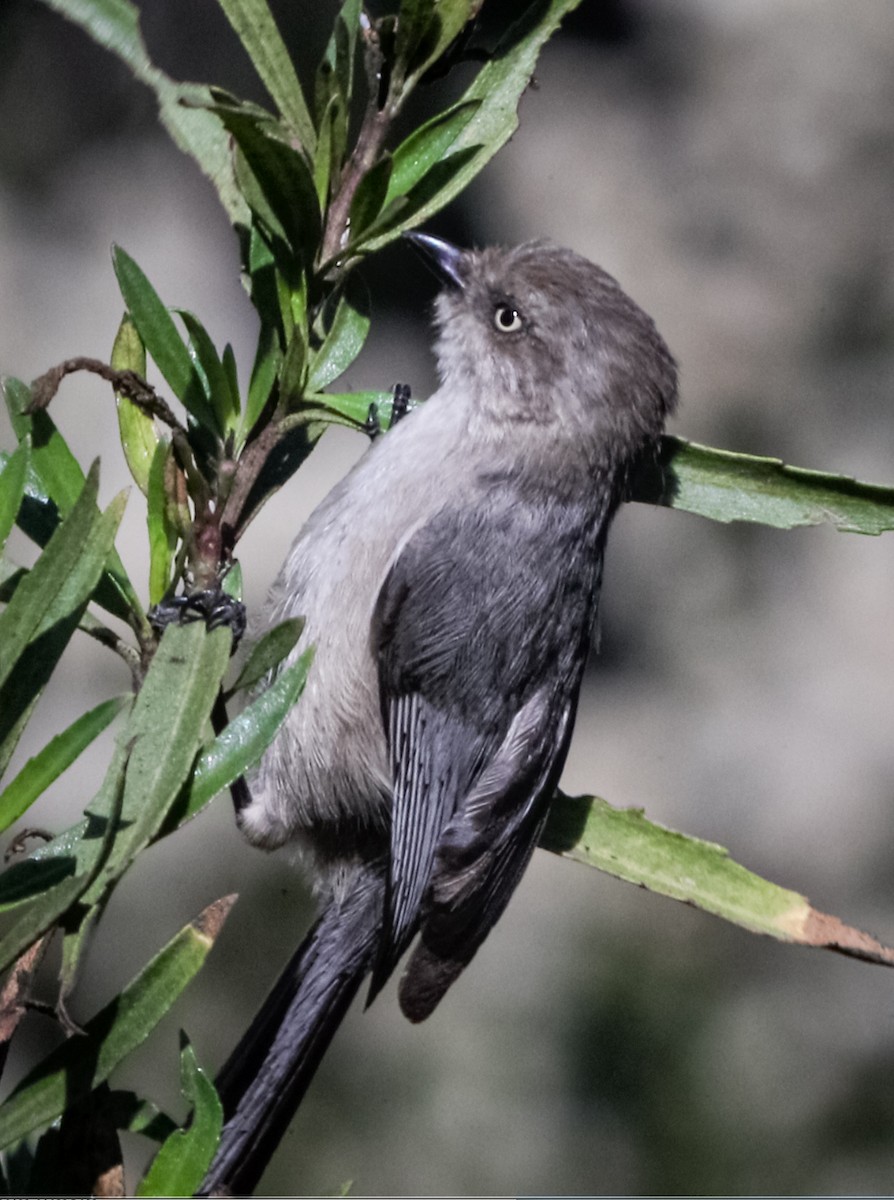 Bushtit - bj worth