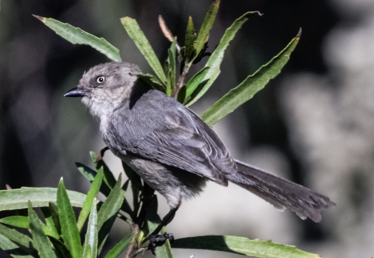 Bushtit - ML394097681