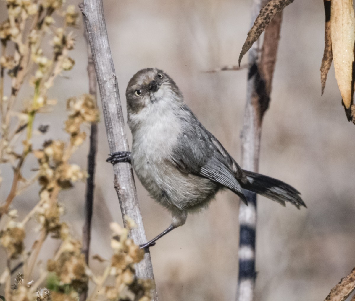 Bushtit - ML394097731