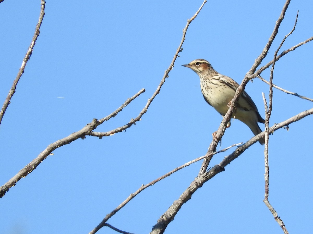 Wood Lark - Berend Voslamber