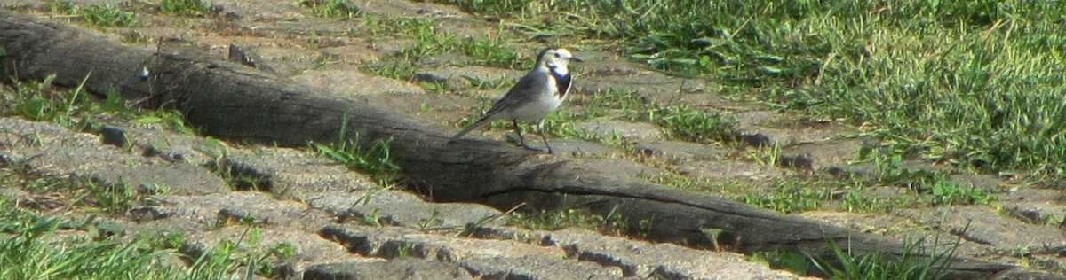 White Wagtail - ML39410091