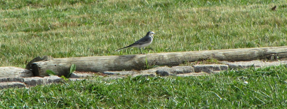 White Wagtail - ML39410171