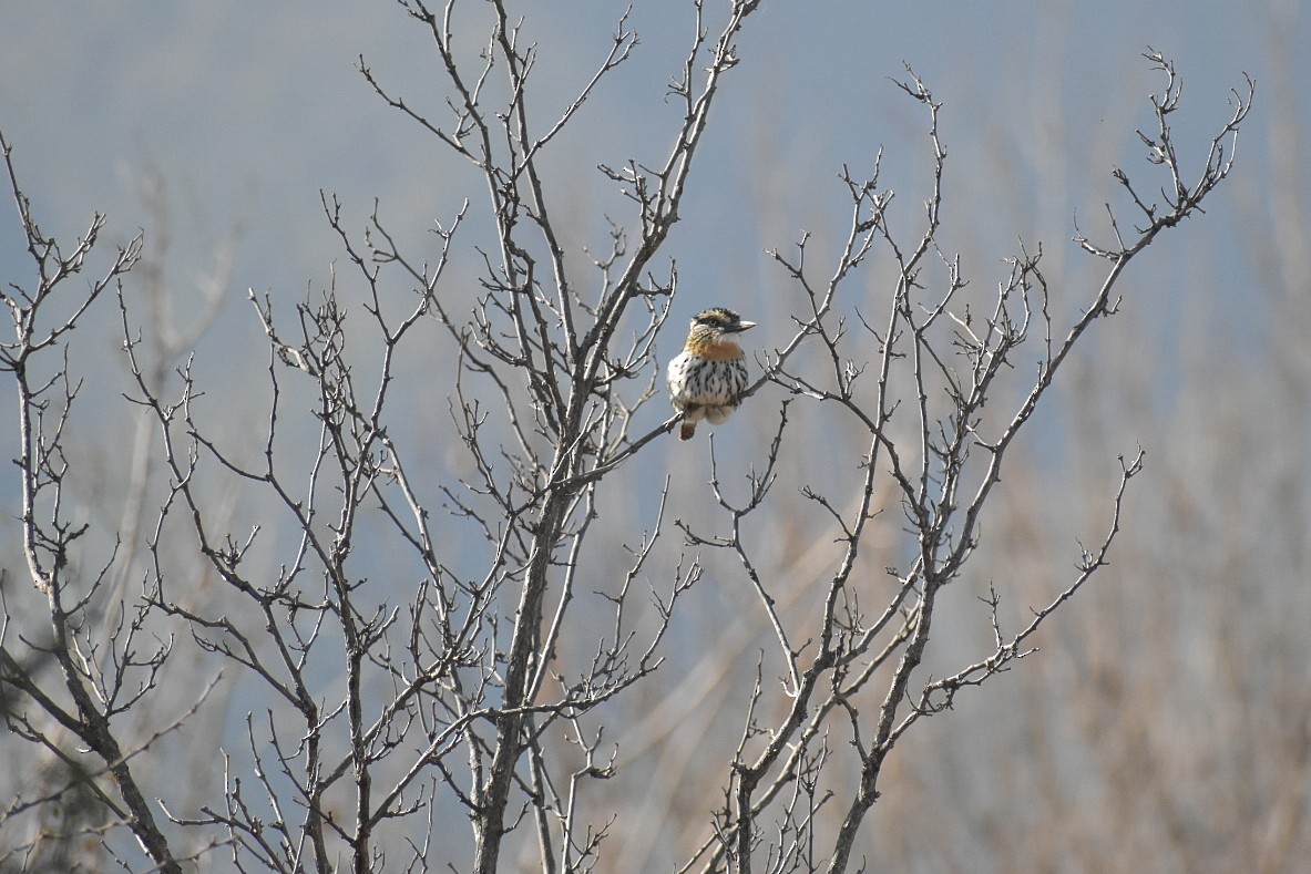 Spot-backed Puffbird - Lucas Naccaratti