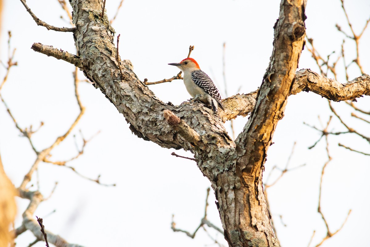 Red-bellied Woodpecker - Raymond Ewing