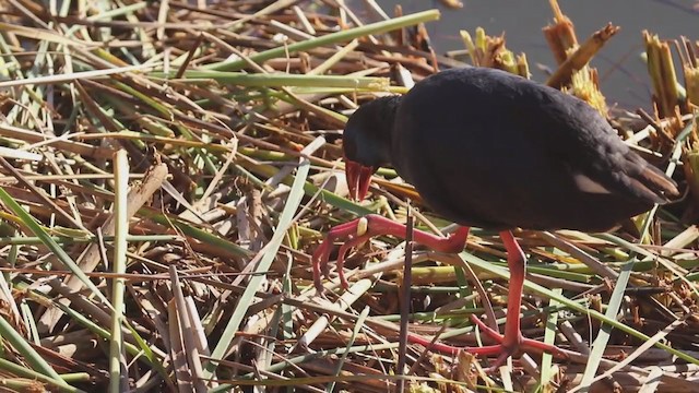 Western Swamphen - ML394102651