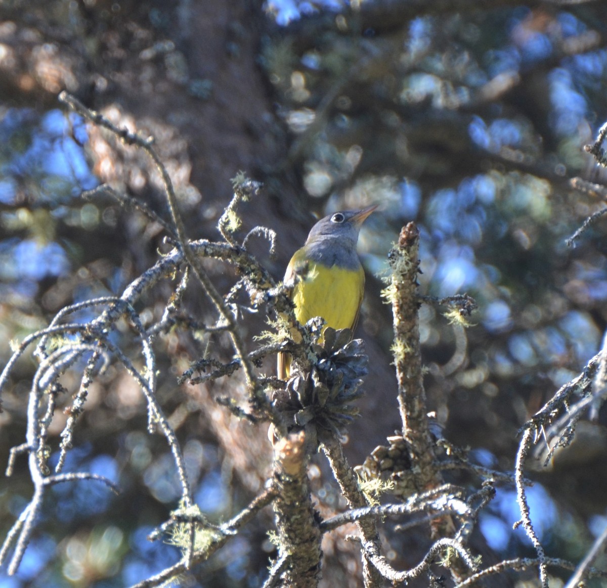 Connecticut Warbler - ML394103221