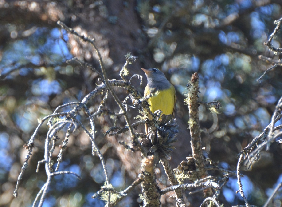 Connecticut Warbler - Jay Watson