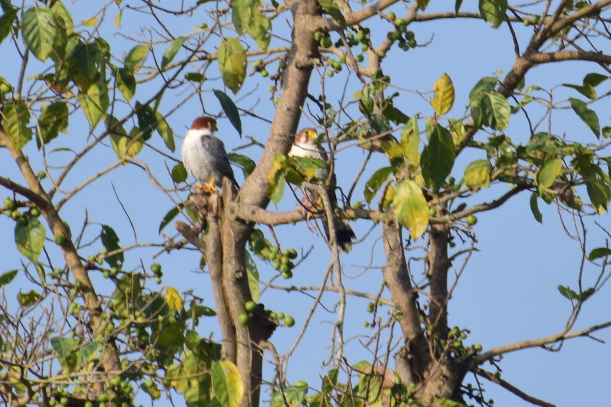 Red-necked Falcon - ML394103491