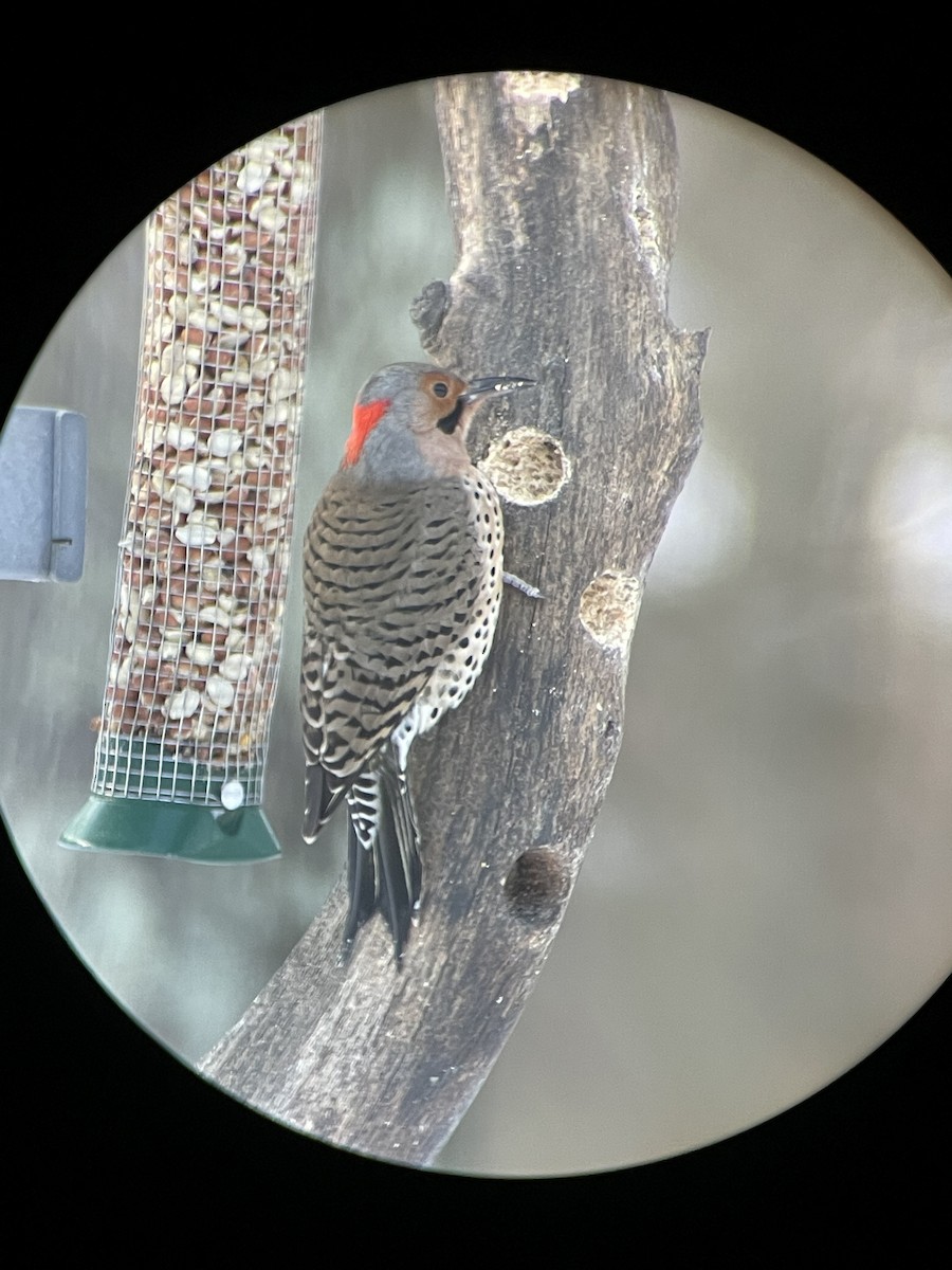 Northern Flicker - ML394105151