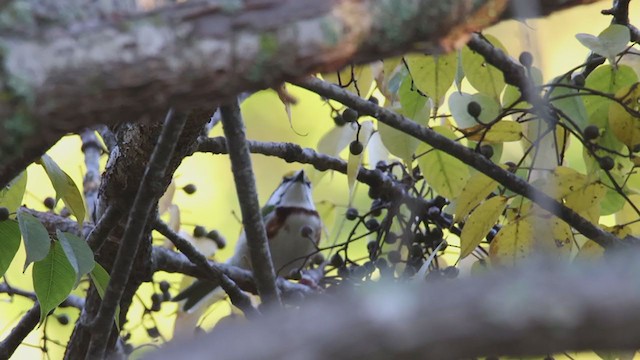 Chestnut-sided Shrike-Vireo - ML394105931