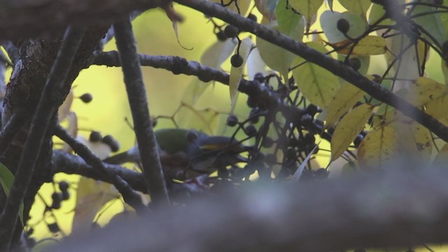 Chestnut-sided Shrike-Vireo - ML394105961