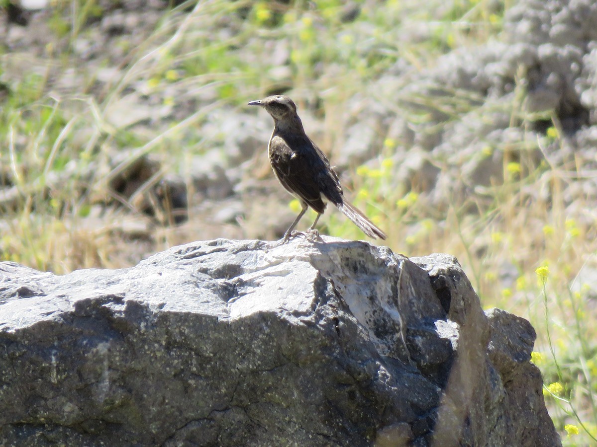 Chilean Mockingbird - ML394106481