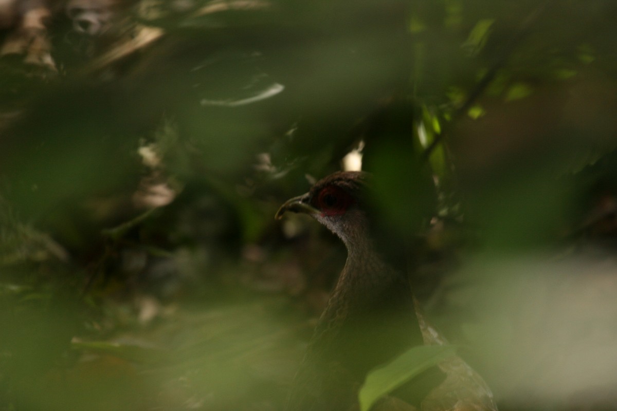 Silver Pheasant - Charles Davies