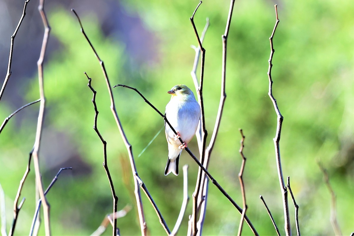 American Goldfinch - ML394107581