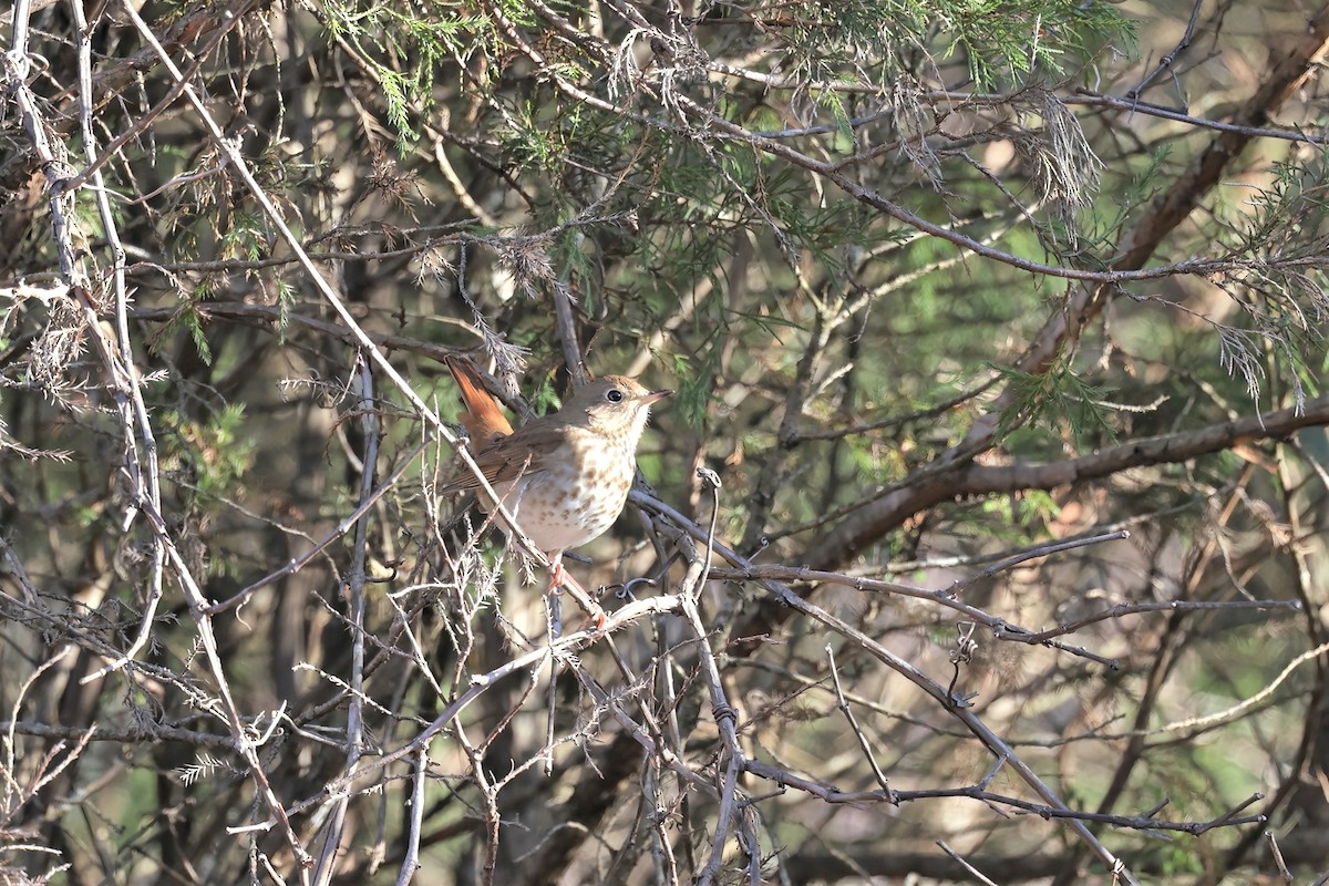 Hermit Thrush - ML394107671