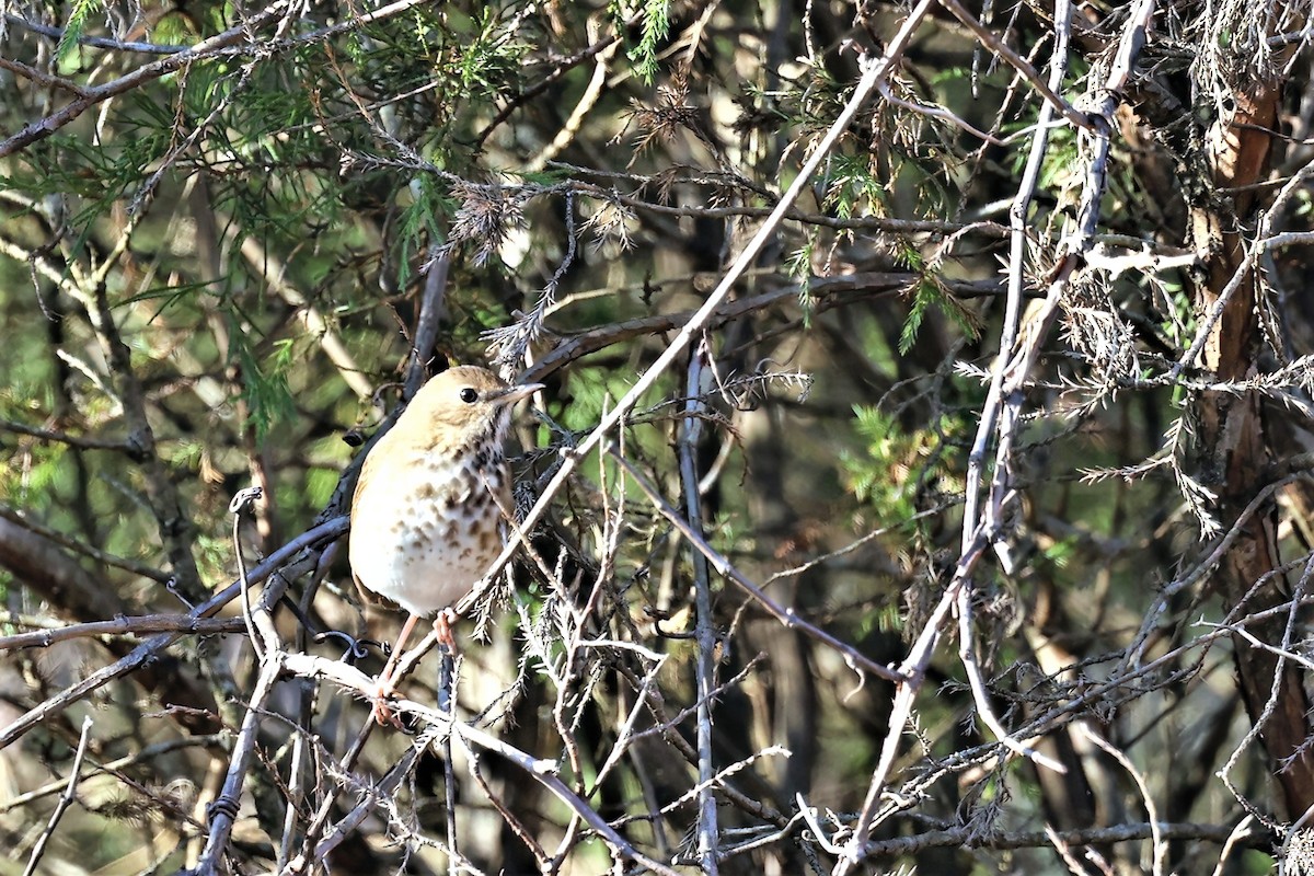 קיכלי חלוד-זנב - ML394107711