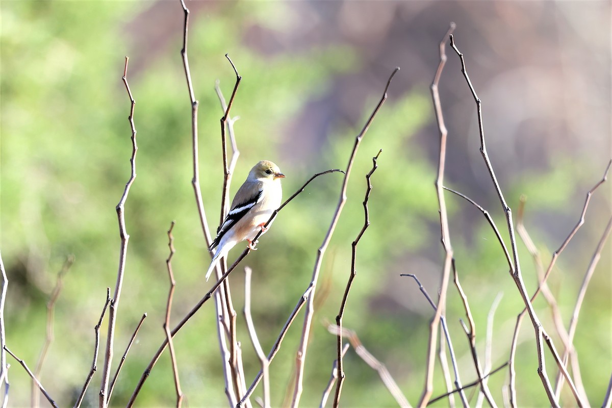 American Goldfinch - ML394107781