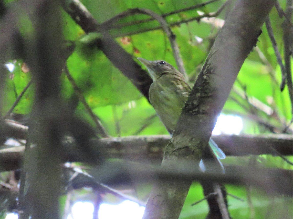 Boat-billed Tody-Tyrant - Hugo Foxonet