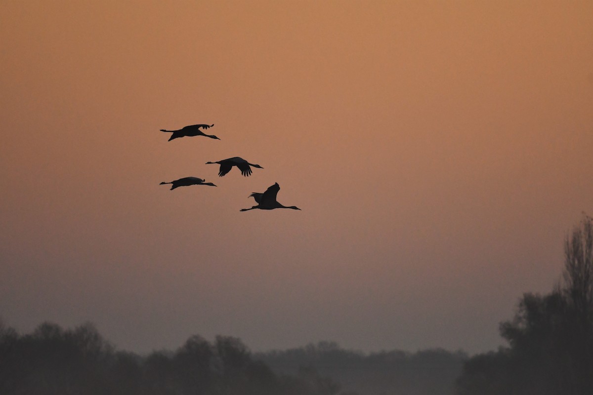 Common Crane - ML394108711