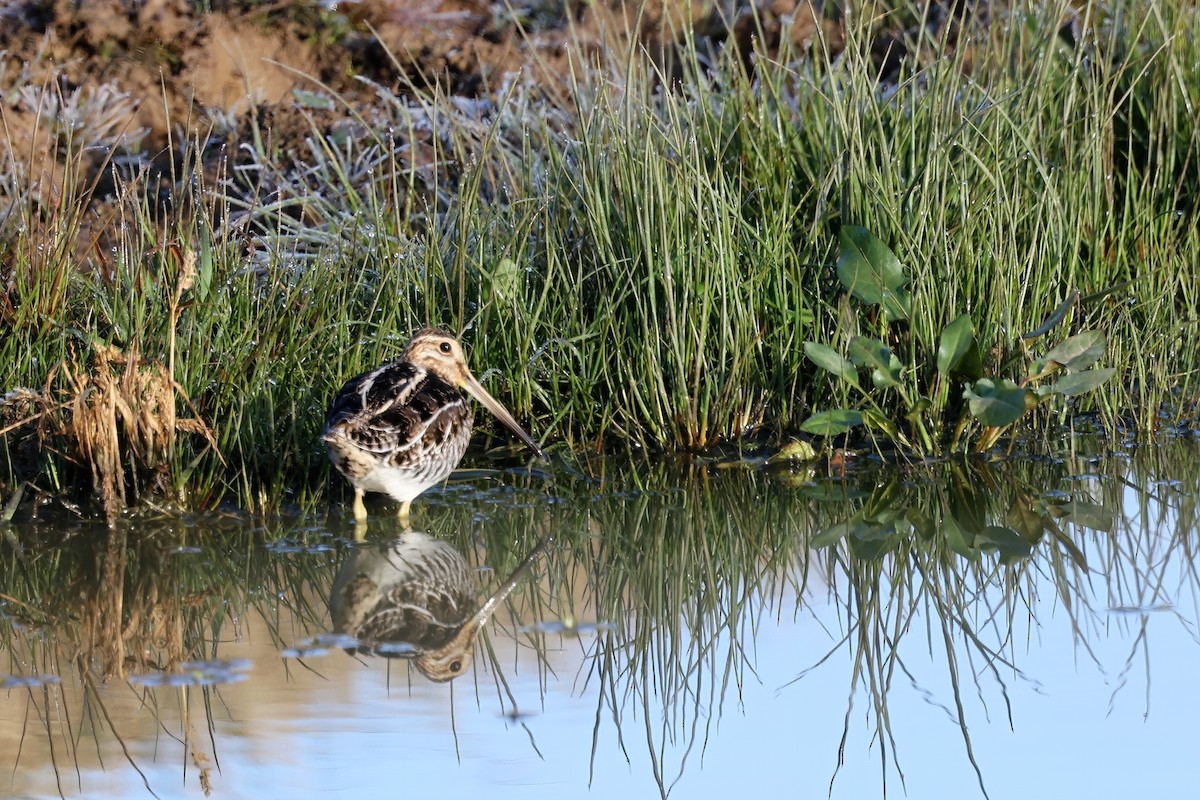 Wilson's Snipe - ML394108941