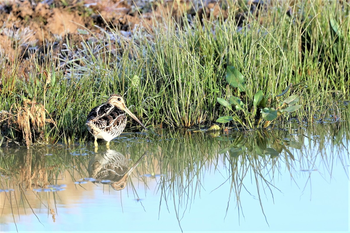 Wilson's Snipe - ML394109001